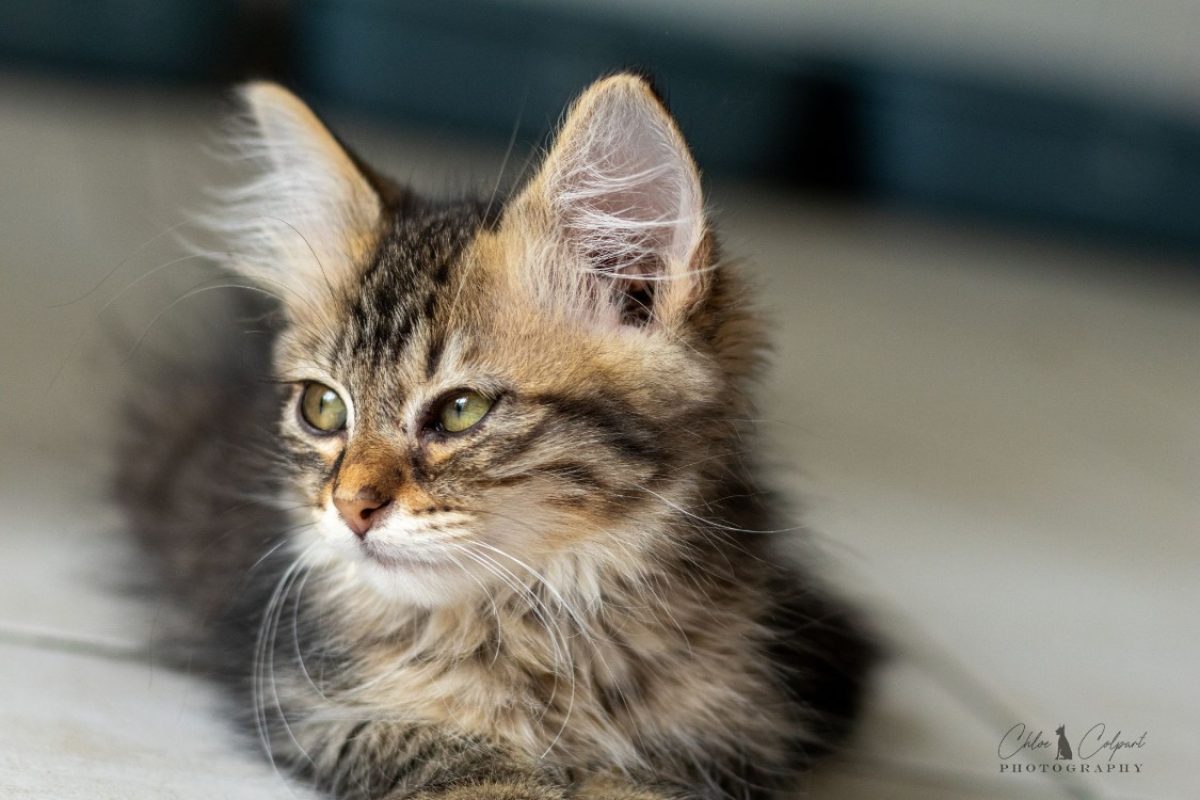 Sole - Chat Européen à adopter - photo 9