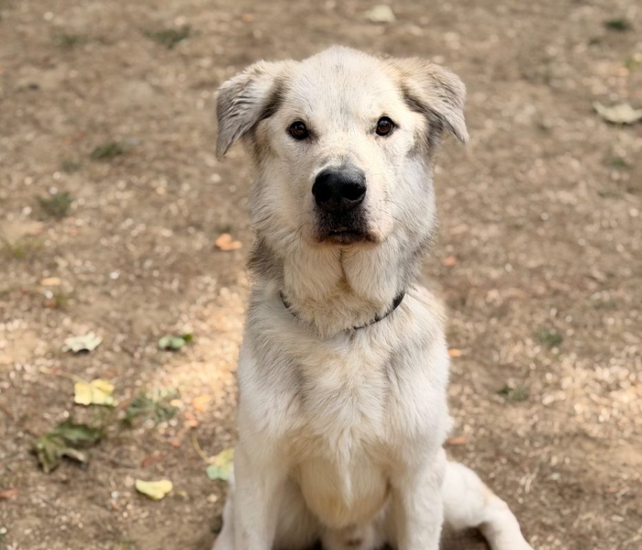 Tyson - Chien à adopter