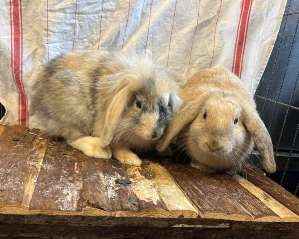 Uriel - Rongeur Lapin à adopter
