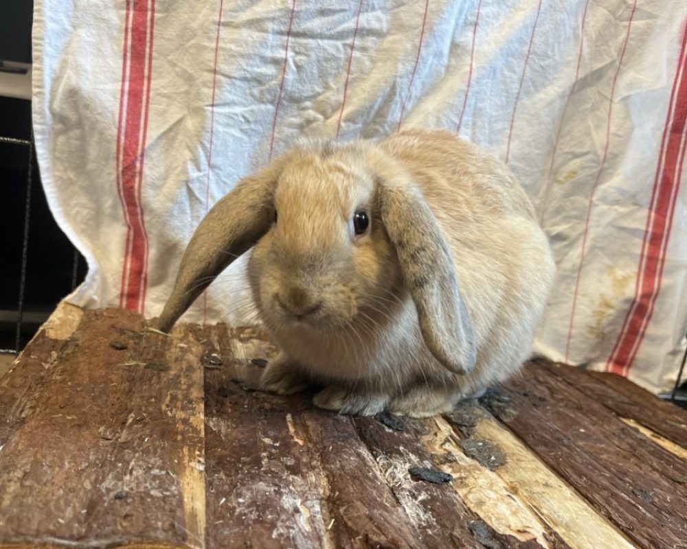 Uriel - Rongeur Lapin à adopter - photo 3