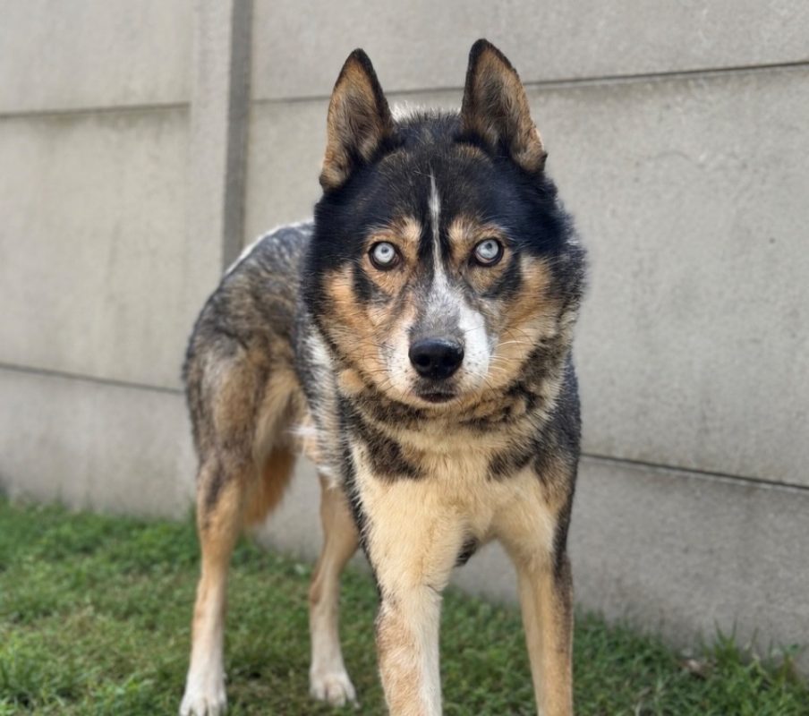 Blizzard - Chien à adopter