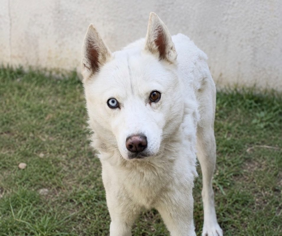 Tundro - Chien à adopter