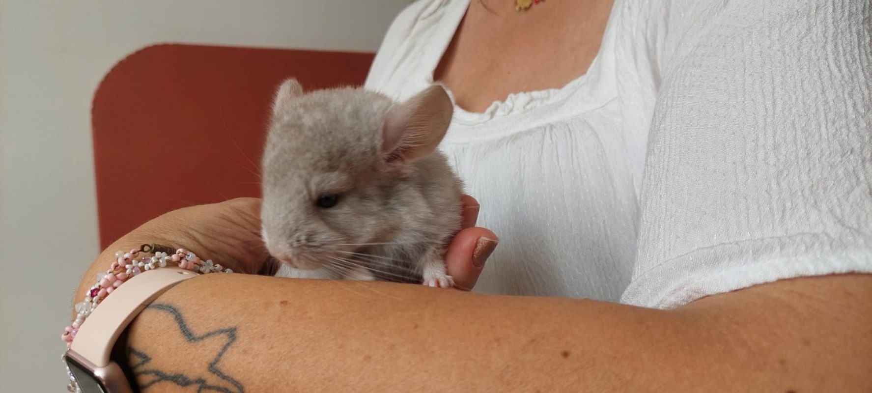 Chinchimou - Rongeur Chinchilla à adopter