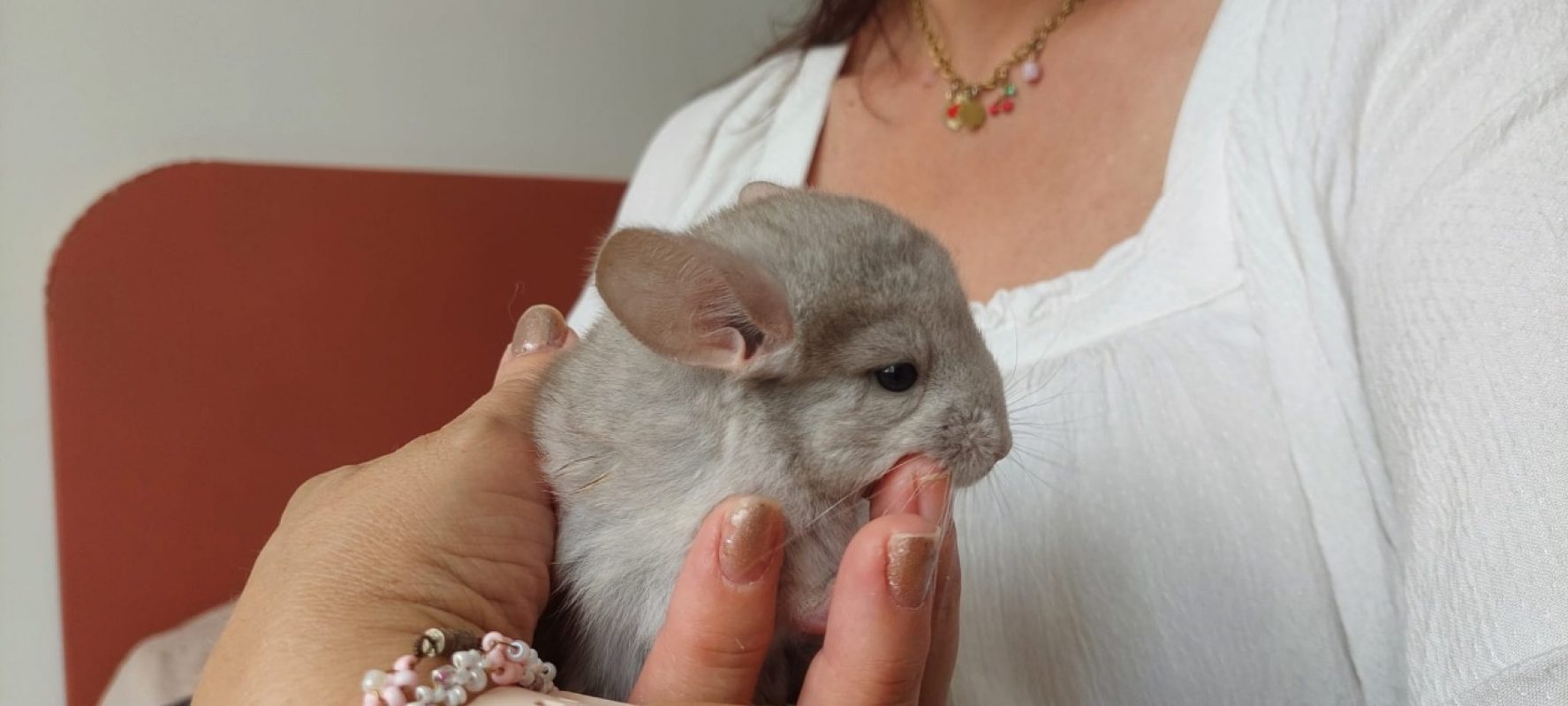 Chinchimou - Rongeur Chinchilla à adopter - photo 2
