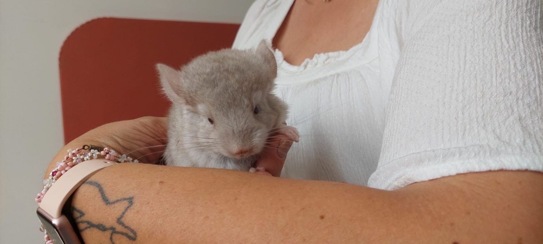 Chinchimou - Rongeur Chinchilla à adopter - photo 4