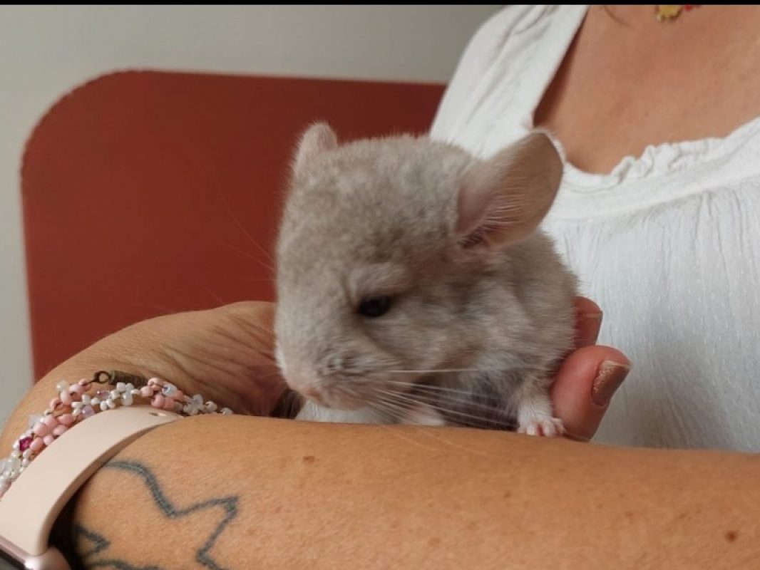 Chinchimou - Rongeur Chinchilla à adopter