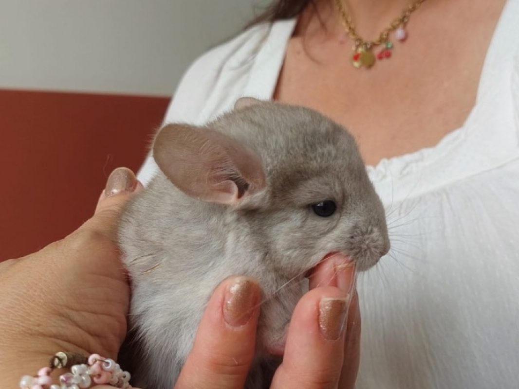 Chinchimou - Rongeur Chinchilla à adopter - photo 2