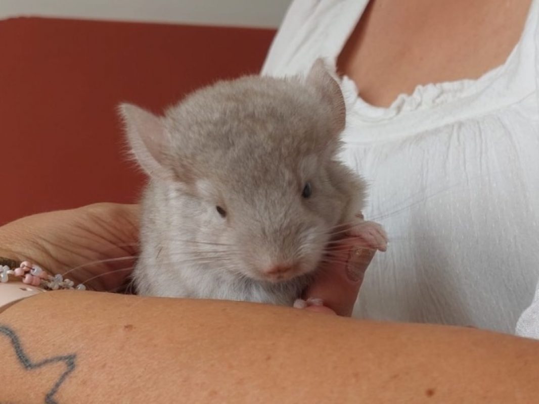 Chinchimou - Rongeur Chinchilla à adopter - photo 3