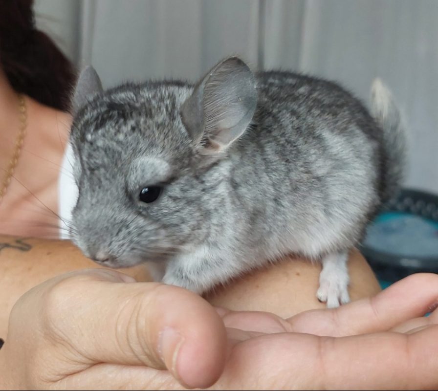 Chinchidou - Rongeur Chinchilla à adopter
