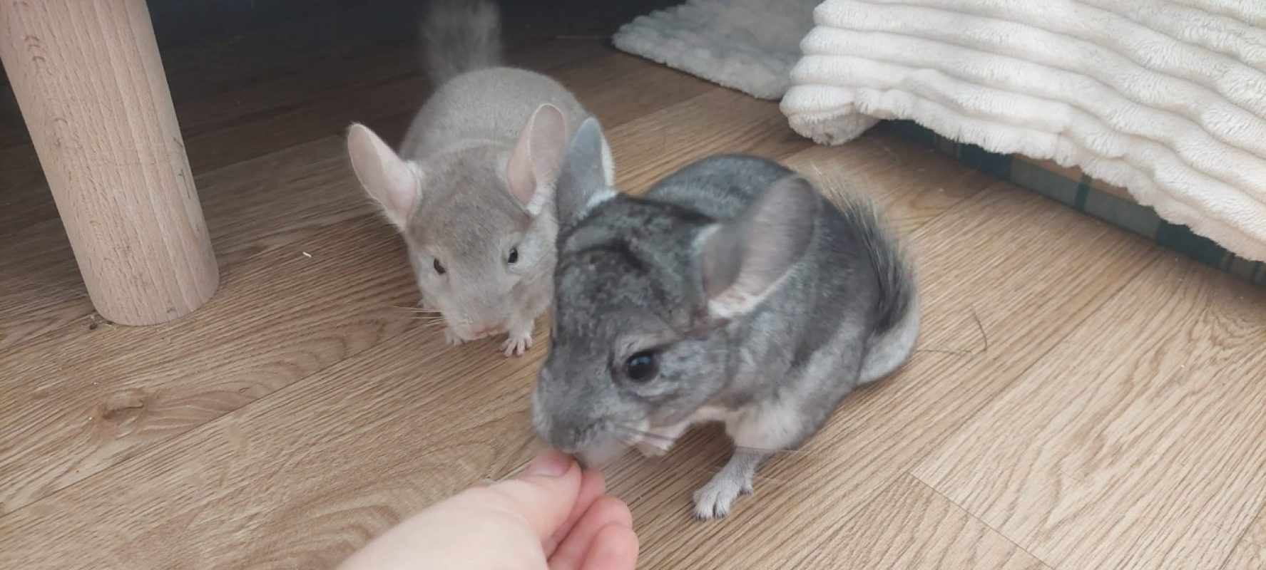 Chinchidou - Rongeur Chinchilla à adopter - photo 2