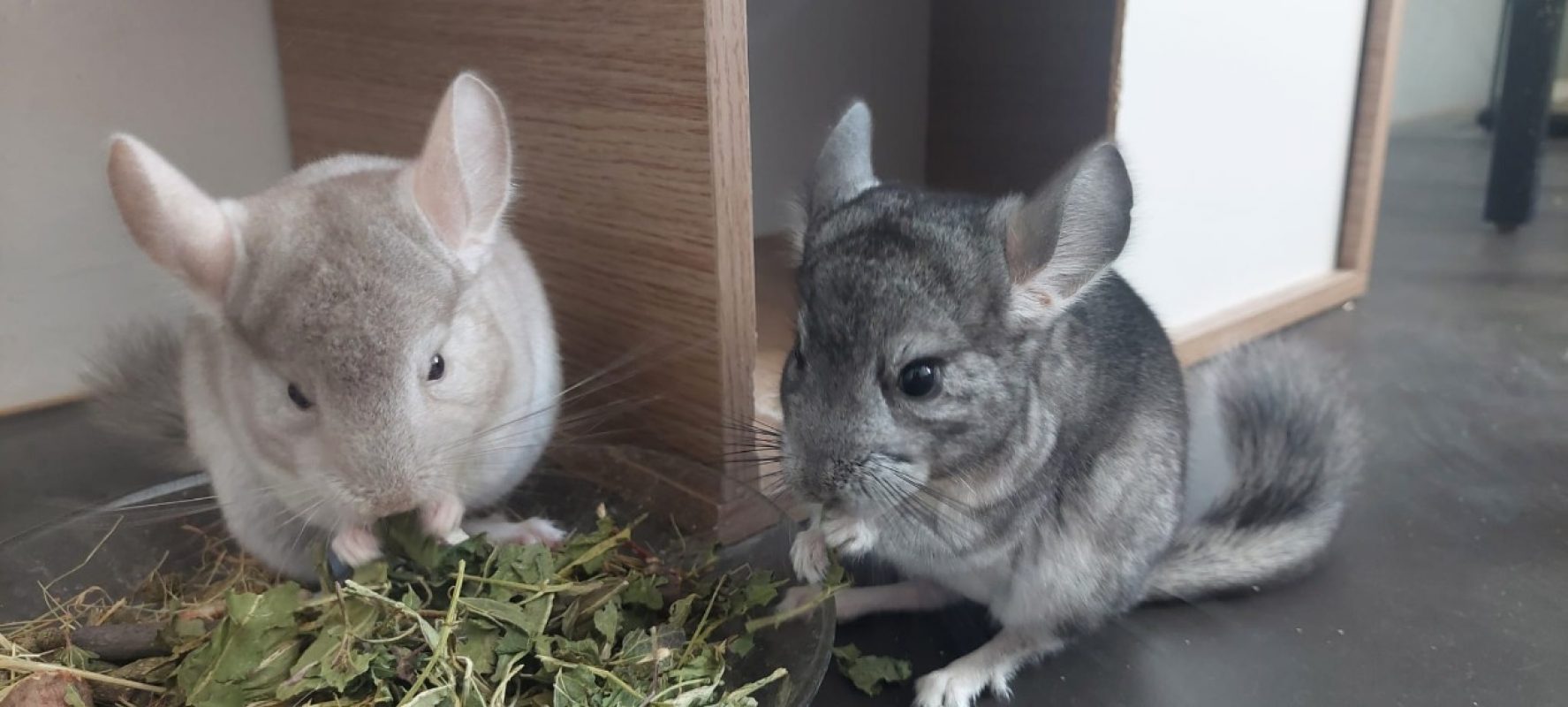 Chinchidou - Rongeur Chinchilla à adopter - photo 4