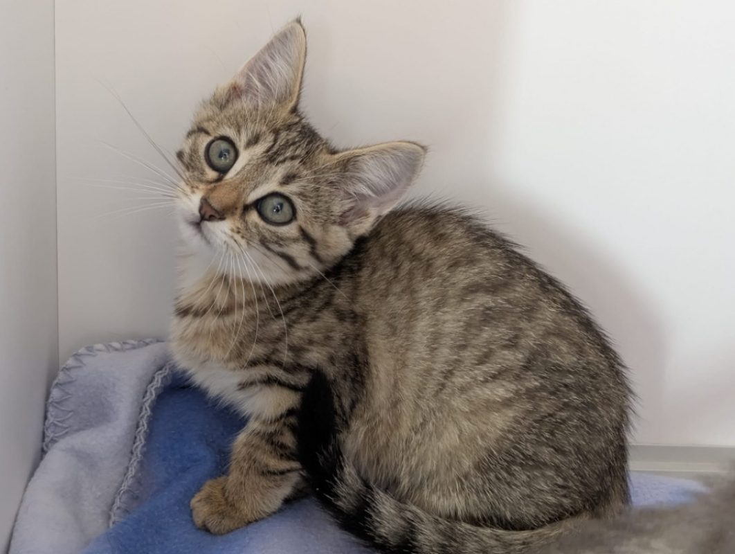 Perla - Chat Européen à adopter