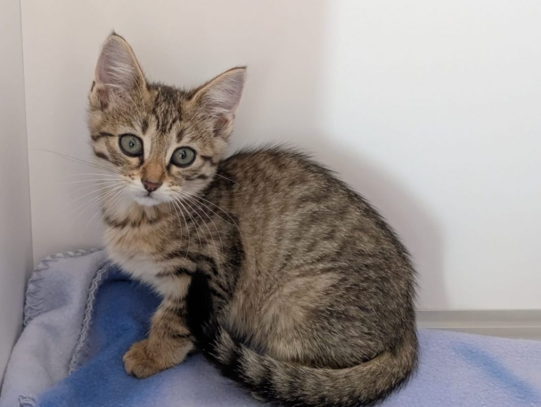 Perla - Chat Européen à adopter - photo 2