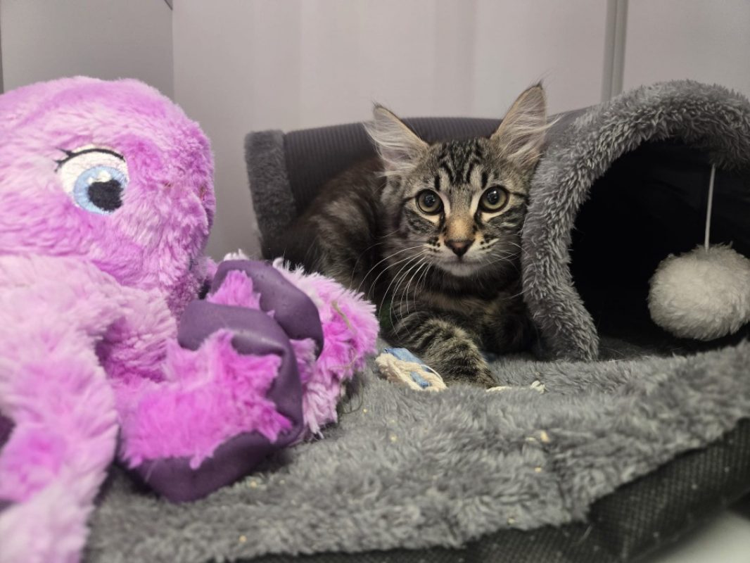 Luffy - Chat Européen à adopter