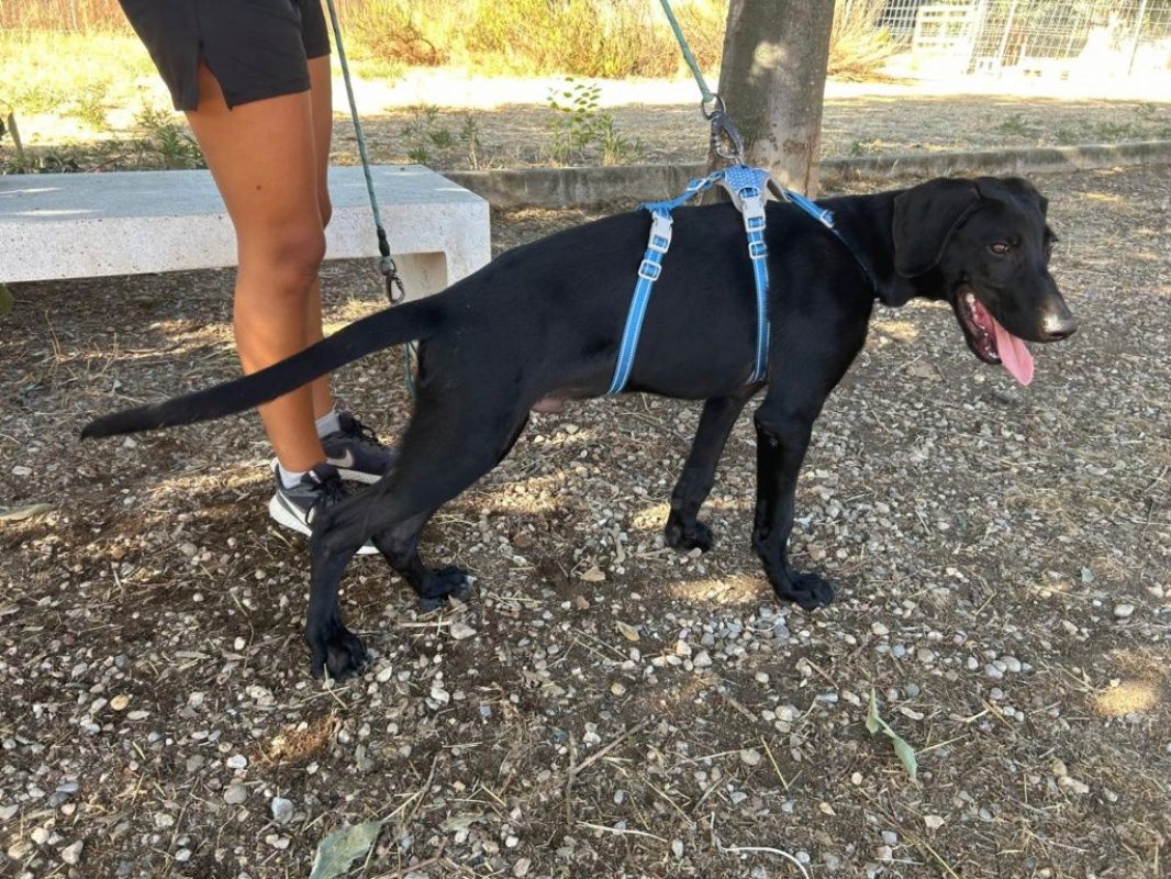 SCOOBY - Chien à adopter - photo 3