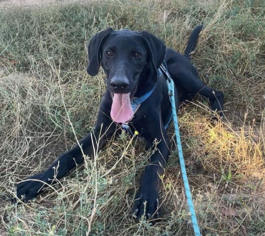 SCOOBY - Chien à adopter