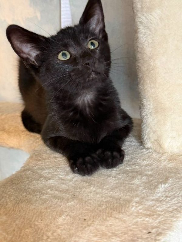 BALTHAZAR - Chat Européen à adopter