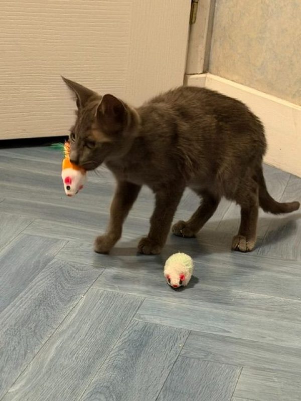 BAZILE - Chat Européen à adopter