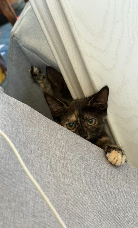 BIANCA - Chat Européen à adopter
