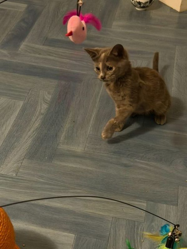 BISCOTTE - Chat Européen à adopter