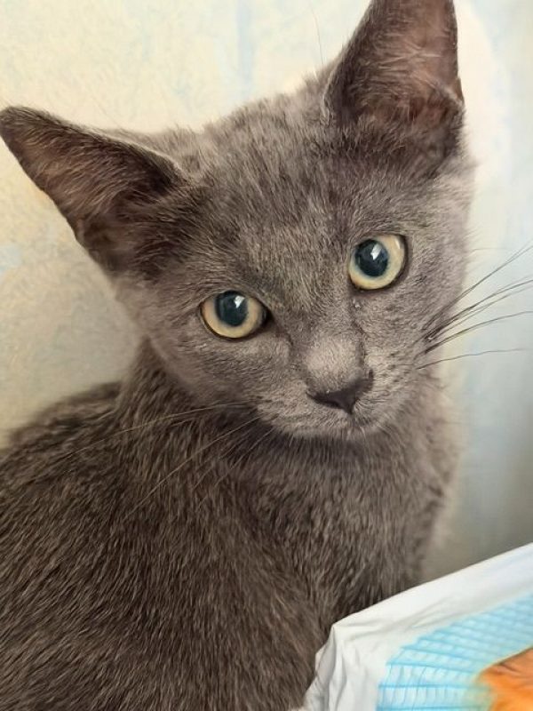 BOUCHON - Chat Européen à adopter