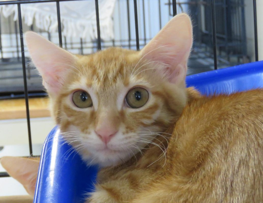 Horus - Chat Européen à adopter