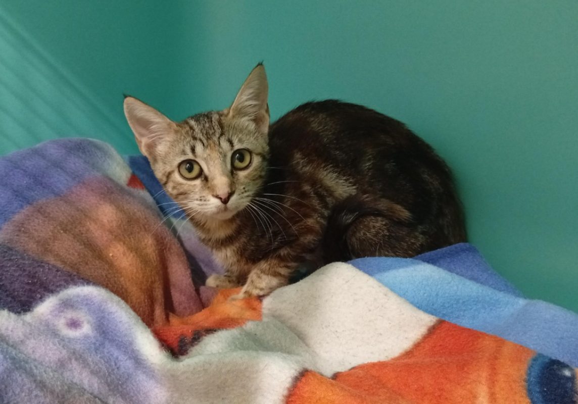 Djanka - Chat Européen à adopter