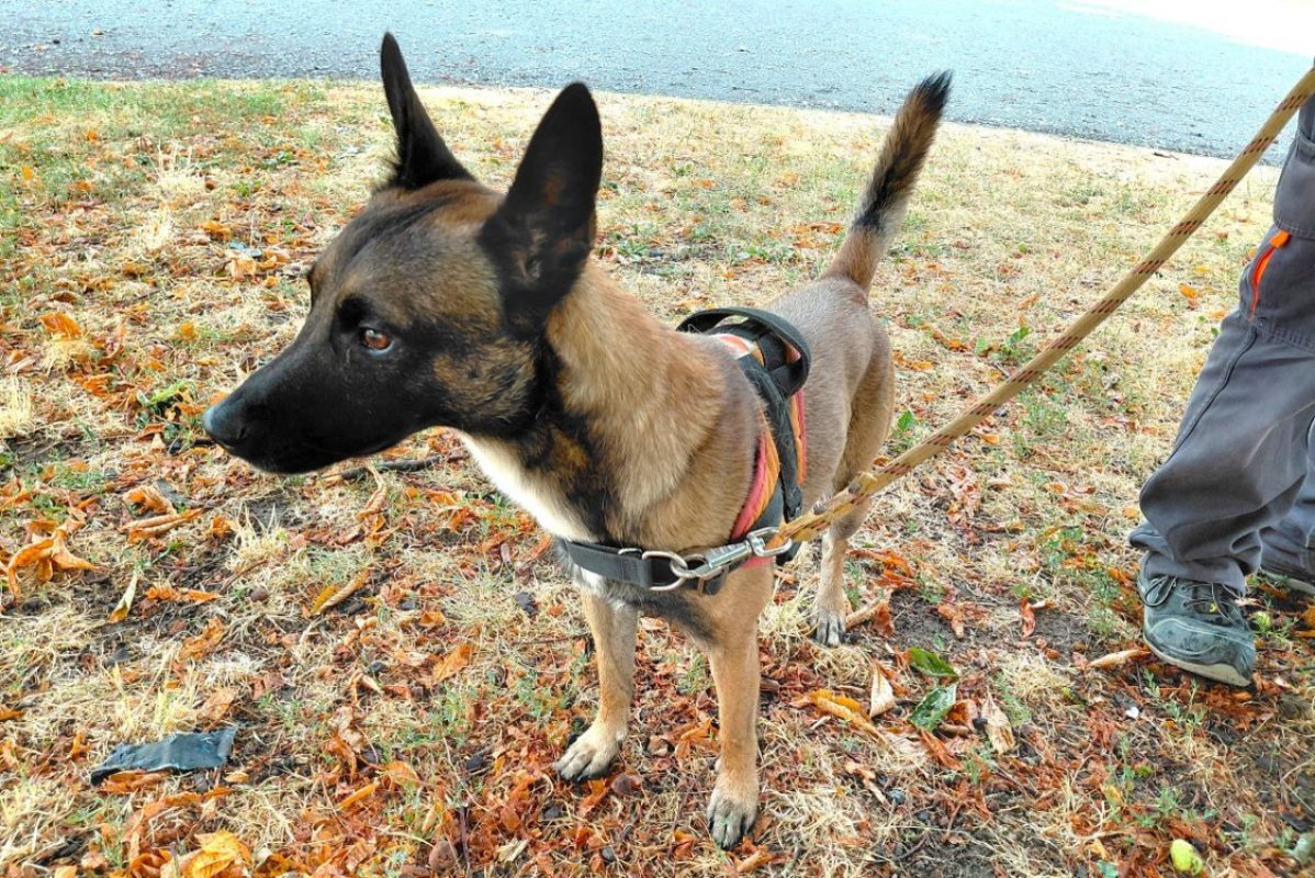 Django - Chien à adopter
