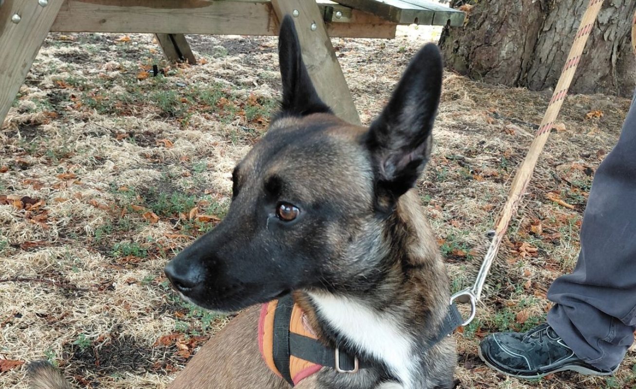 Django - Chien à adopter - photo 2