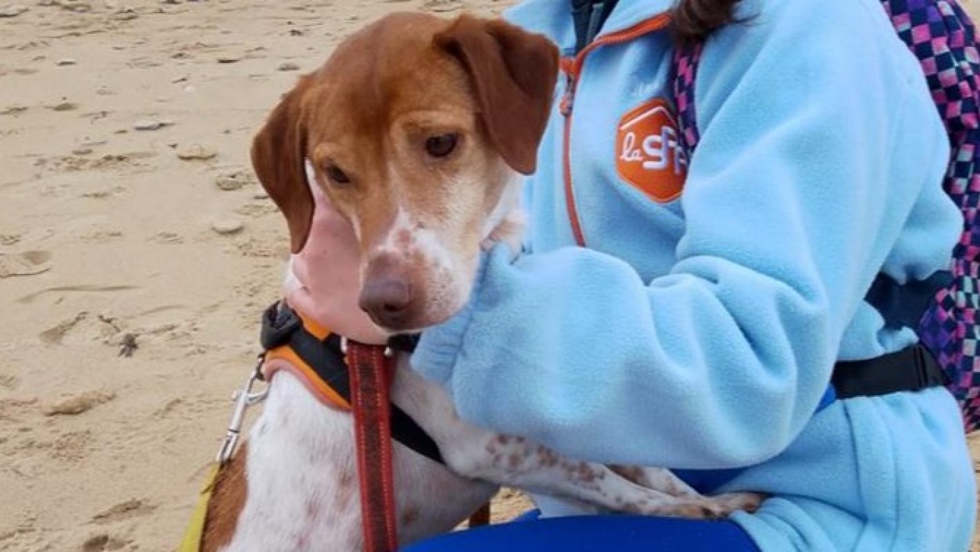 Hamilton - Chien à adopter
