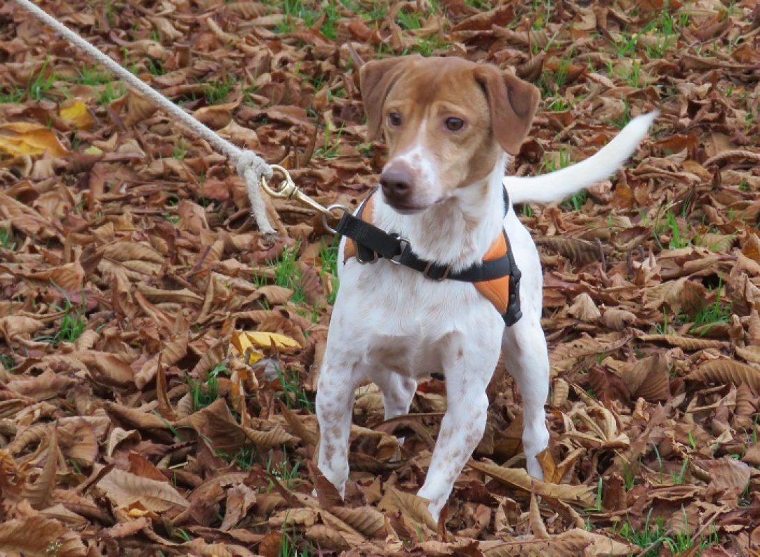 Hamilton - Chien à adopter - photo 2
