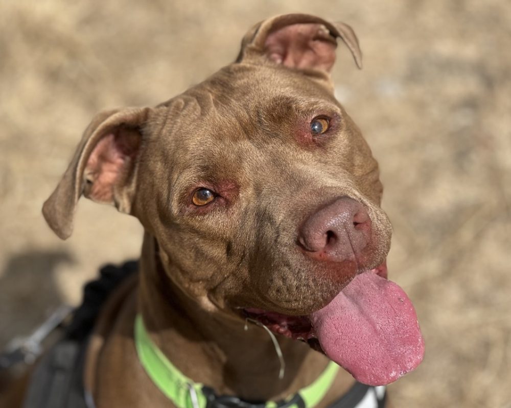 Nalah - Chien à adopter