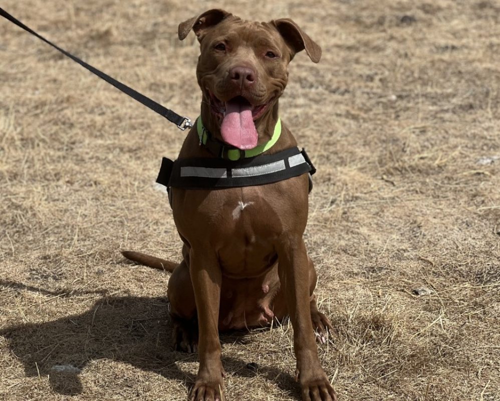 Nalah - Chien à adopter - photo 2