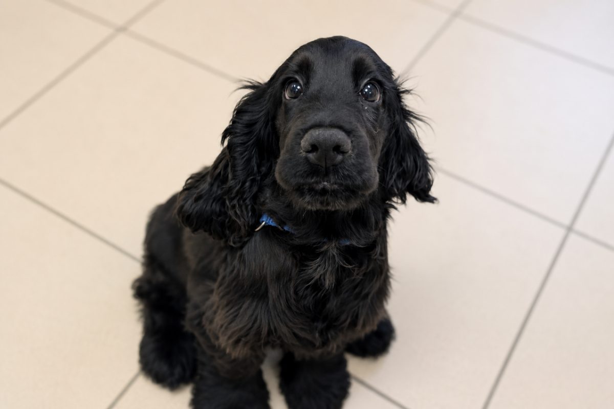Bao - Chien à adopter