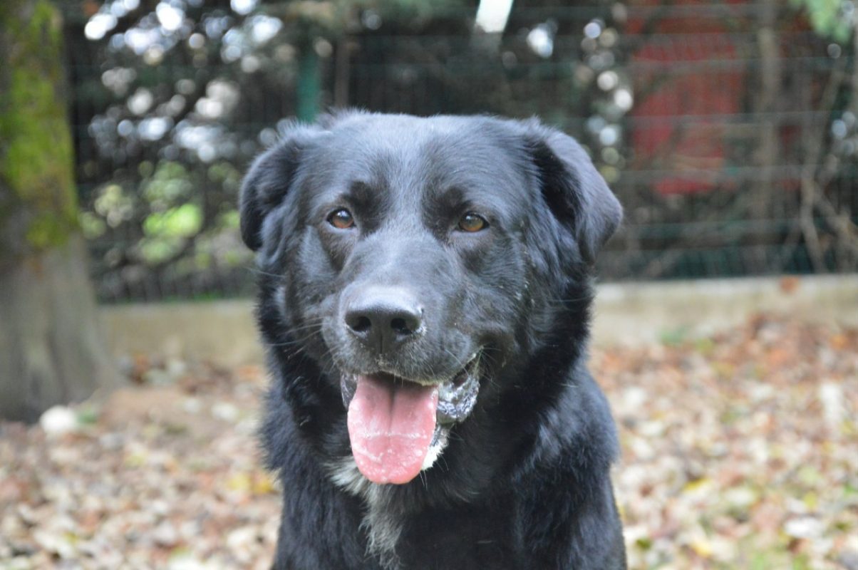 Shelby - Chien à adopter