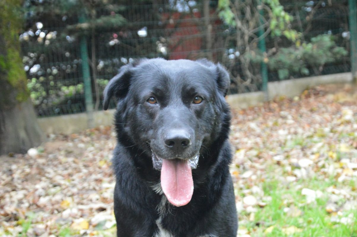 Shelby - Chien à adopter - photo 2