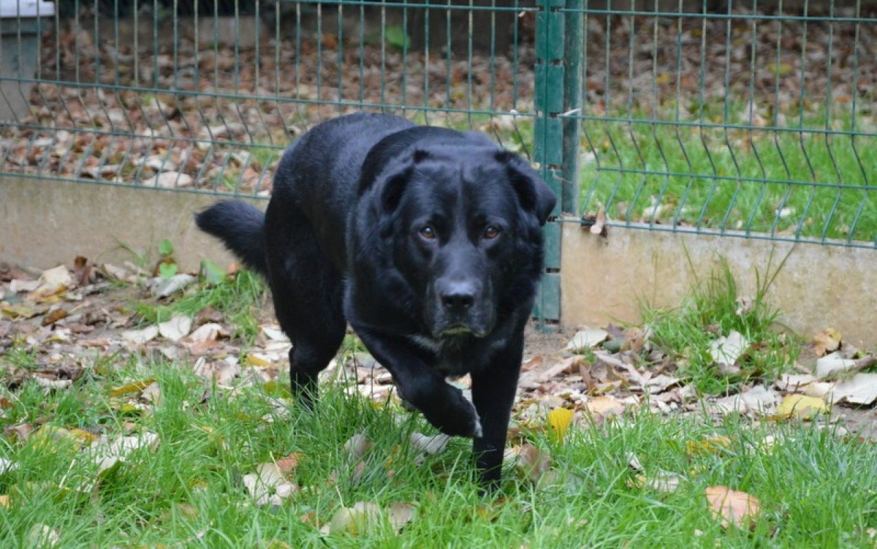 Shelby - Chien à adopter - photo 3