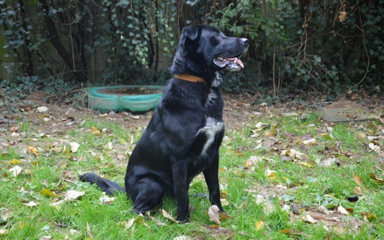 Shelby - Chien à adopter - photo 4