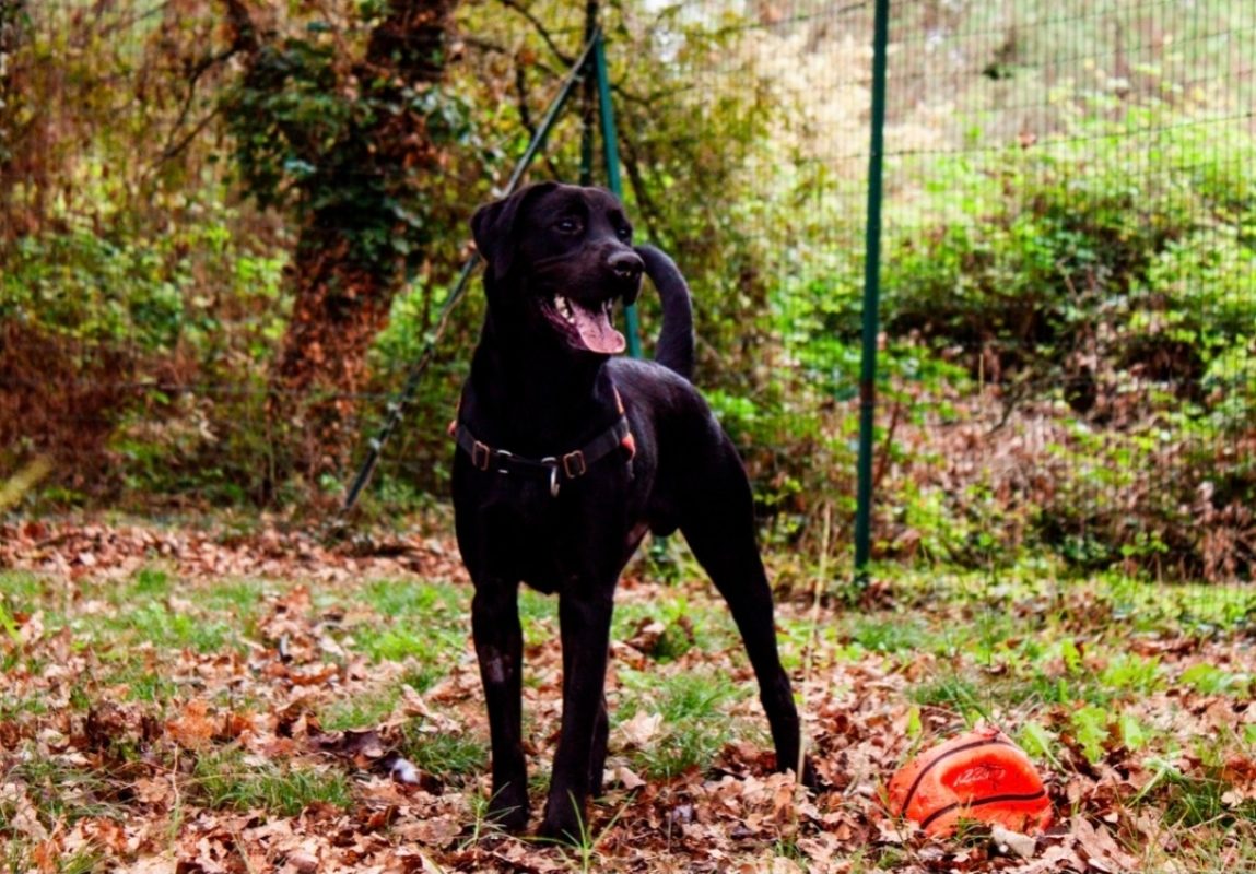 Bagherra - Chien à adopter