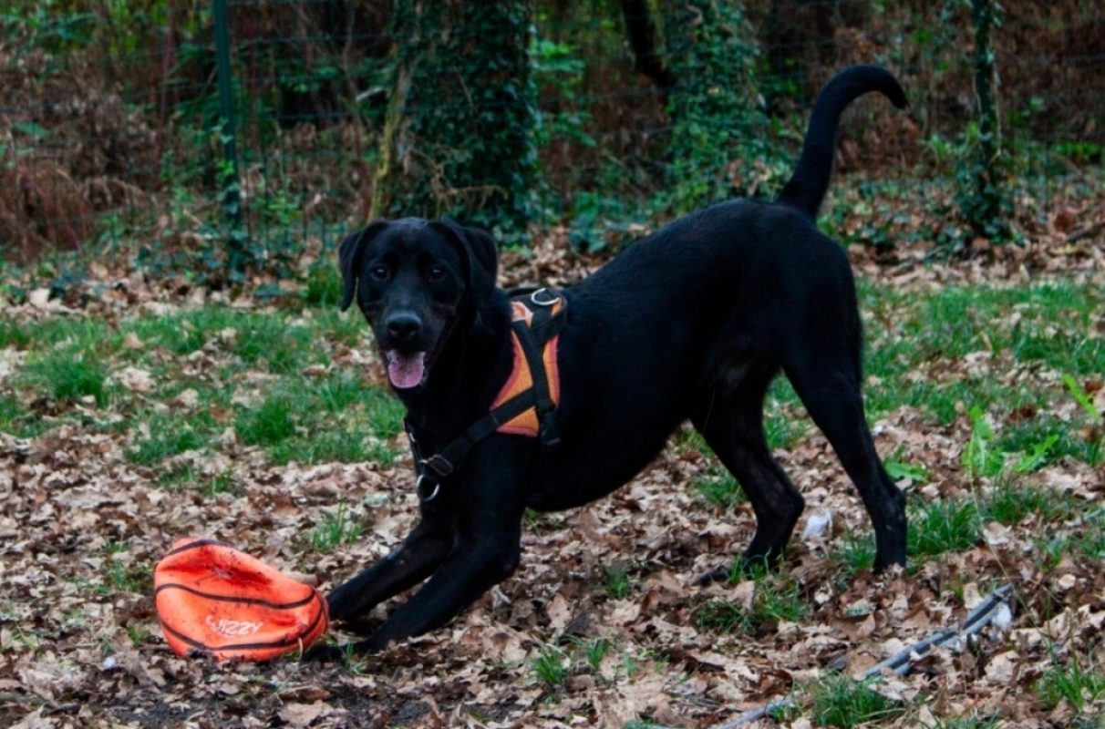 Bagherra - Chien à adopter - photo 2