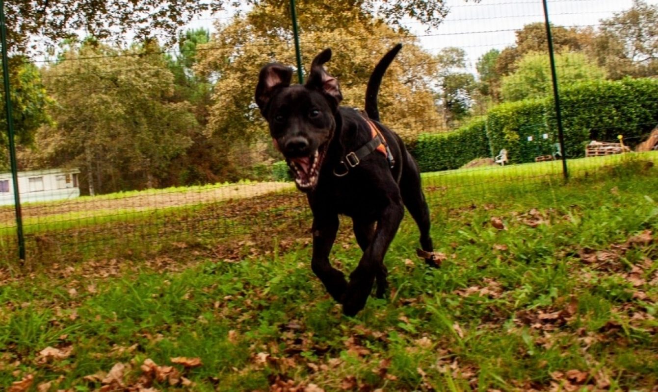 Bagherra - Chien à adopter - photo 4