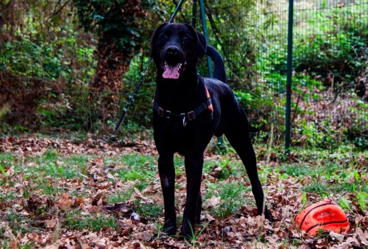 Bagherra - Chien à adopter - photo 5