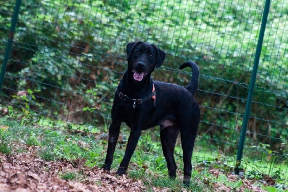 Bagherra - Chien à adopter - photo 6