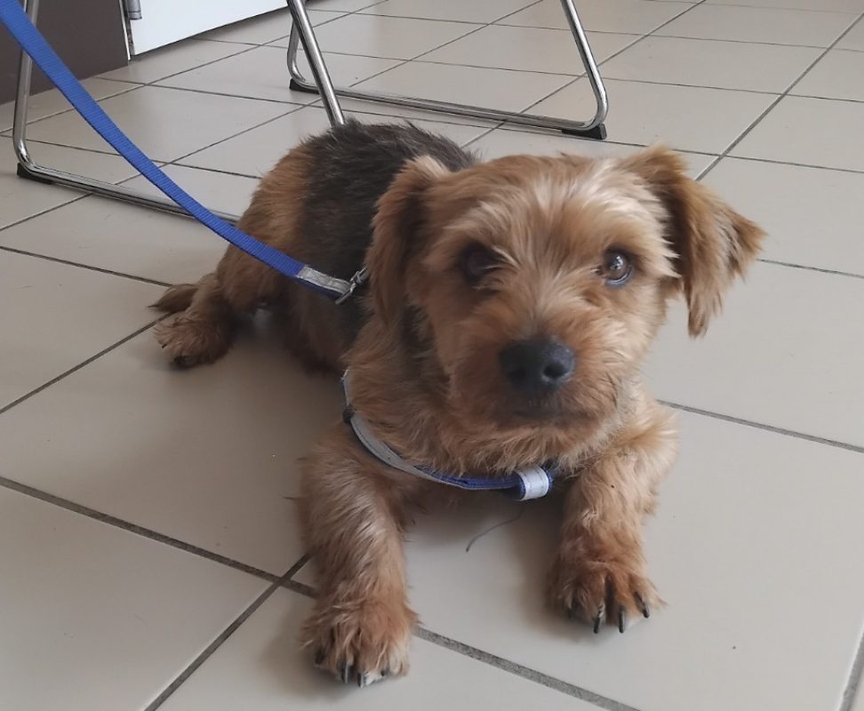 Pepper - Chien Yorkshire Terrier à adopter