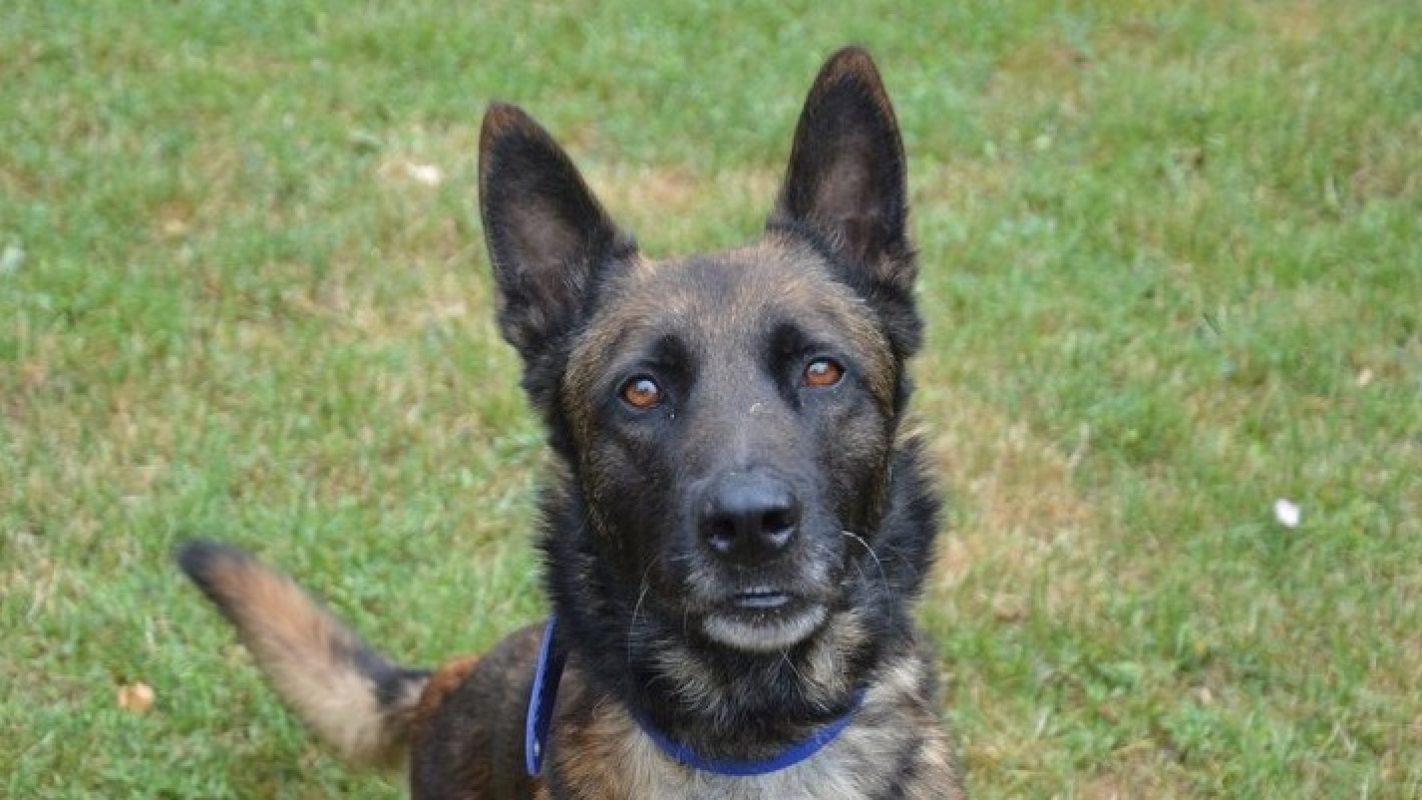 Rocky - Chien Berger Belge Malinois à adopter