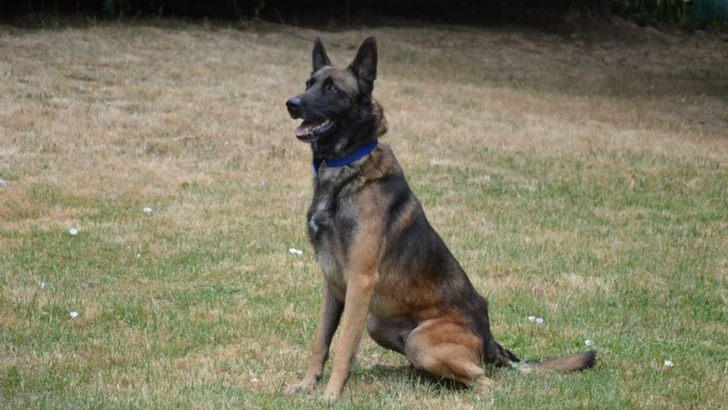 Rocky - Chien Berger Belge Malinois à adopter - photo 2
