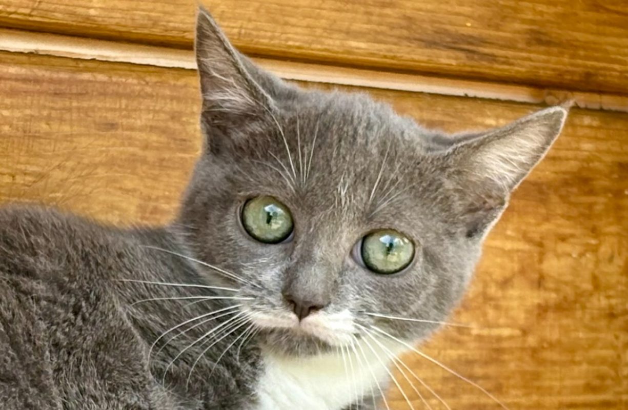 Brume - Chat Européen à adopter