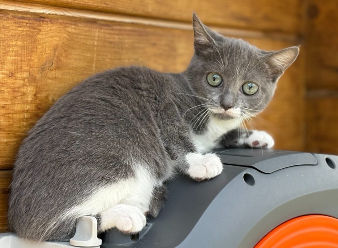 Brume - Chat Européen à adopter - photo 2