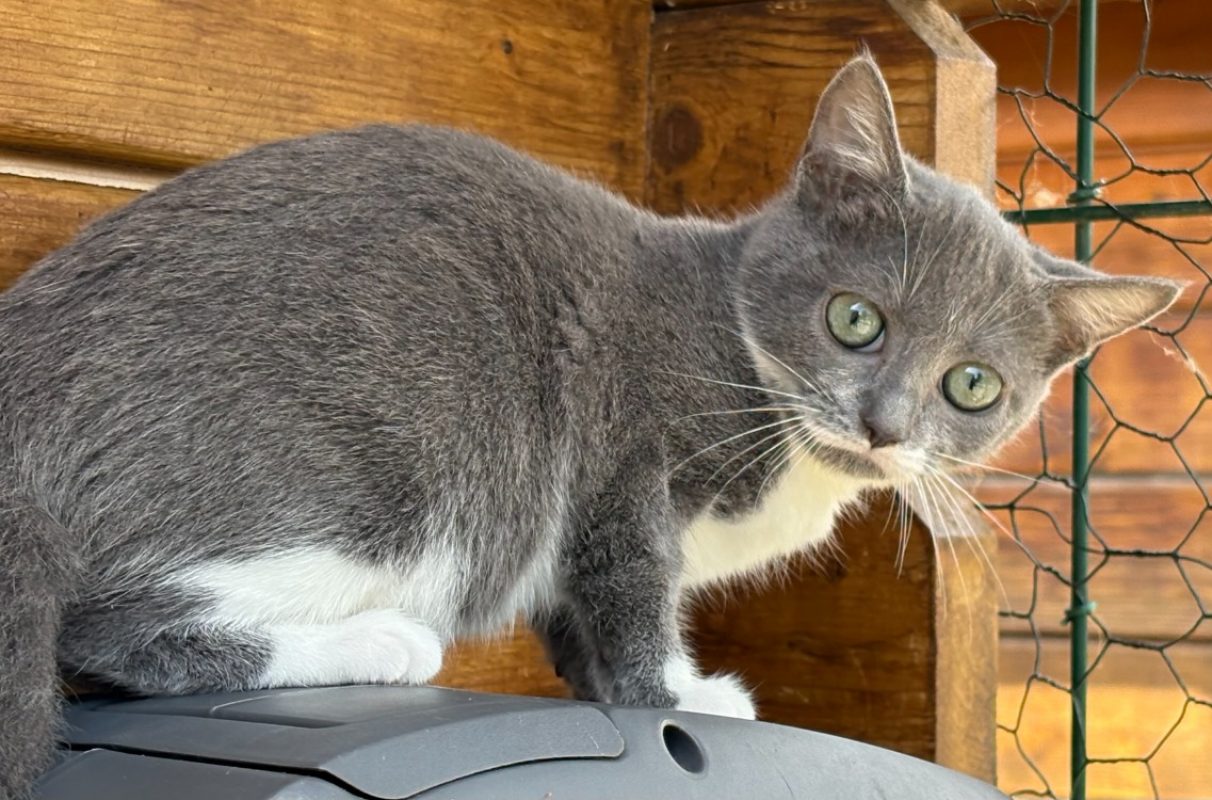 Brume - Chat Européen à adopter - photo 3
