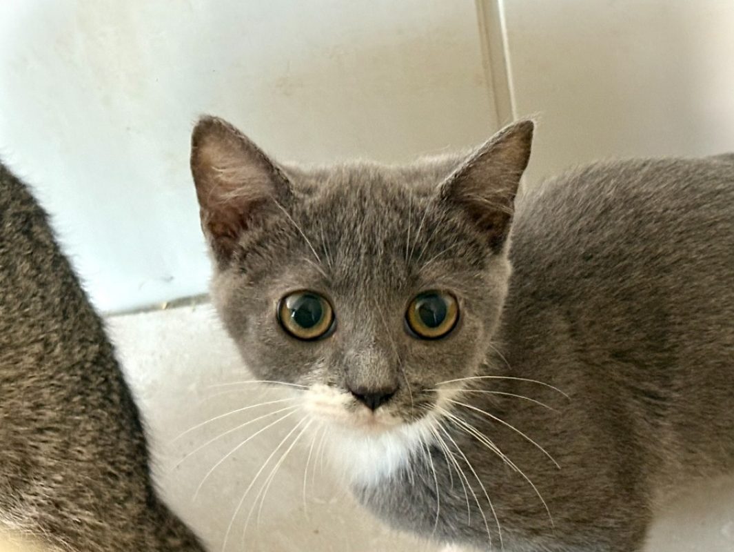 Bruine - Chat Européen à adopter